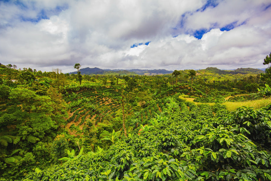 Cloud forest vista over Sabio's shade-grown coffee in Nicaragua