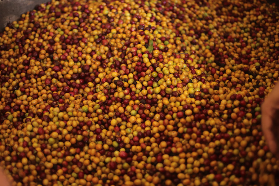 Freshly picked red and yellow coffee cherries at Sabio Coffee, Nicaragua.