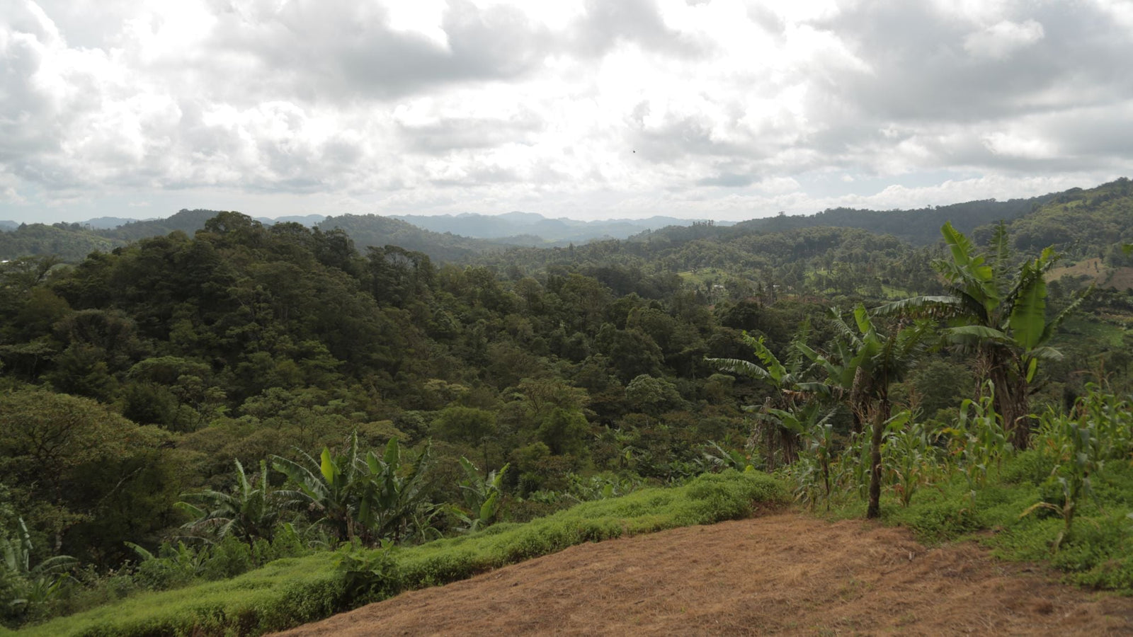 Sabio Coffee farms across Jinotega, Matagalpa and Nueva Segovia