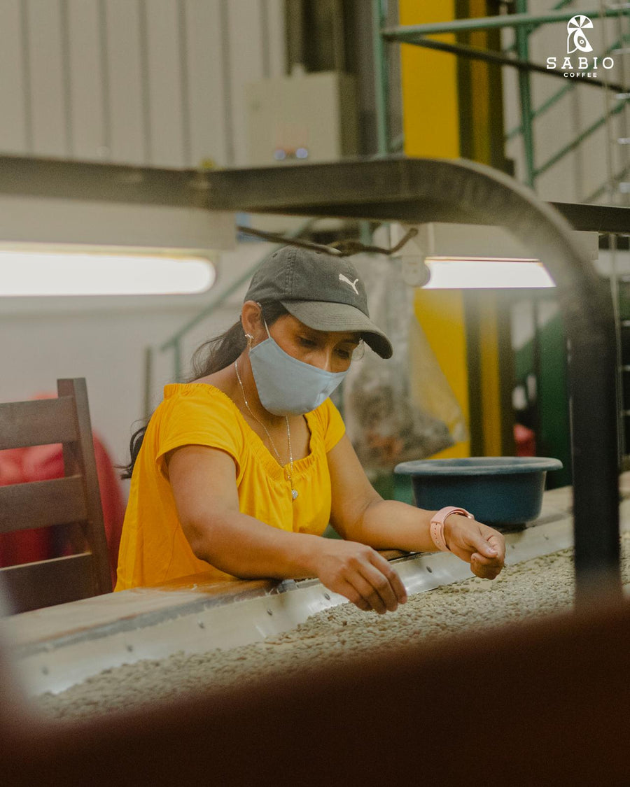 A Sabio Coffee worker hand-selecting green coffee beans on the sorting belt at the mill, Nicaragua.