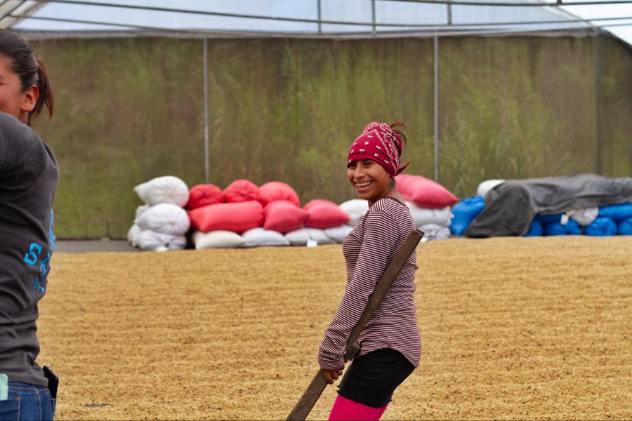 A woman of the Manos de Mujer team raking coffee on the drying beds at Sabio Coffee, Nicaragua.