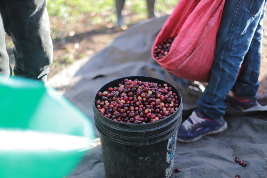 Freshly harvested coffee cherries at Sabio Coffee, Nicaragua