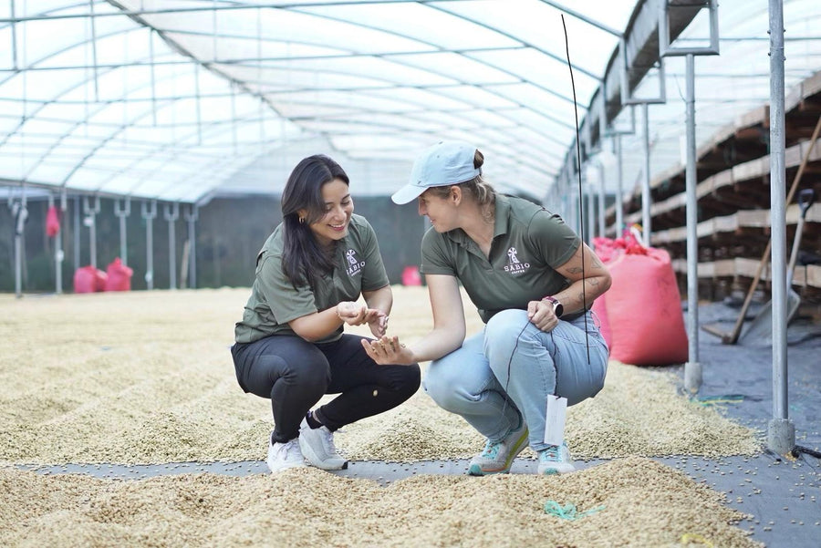 Zuzana and Tania checking green coffee on the drying beds at Sabio, Nicaragua