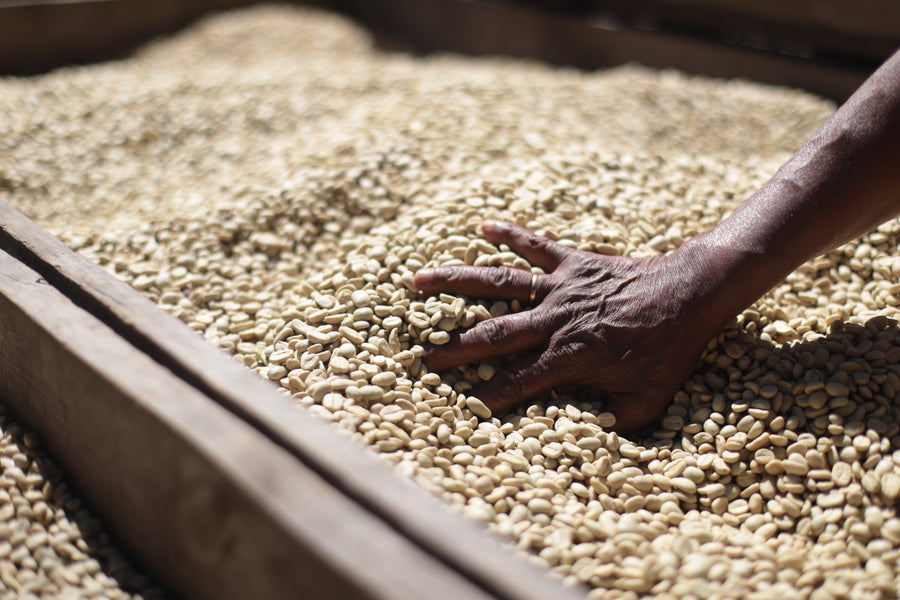 Flor y Nata washed green coffee hand-raked on a raised drying bed