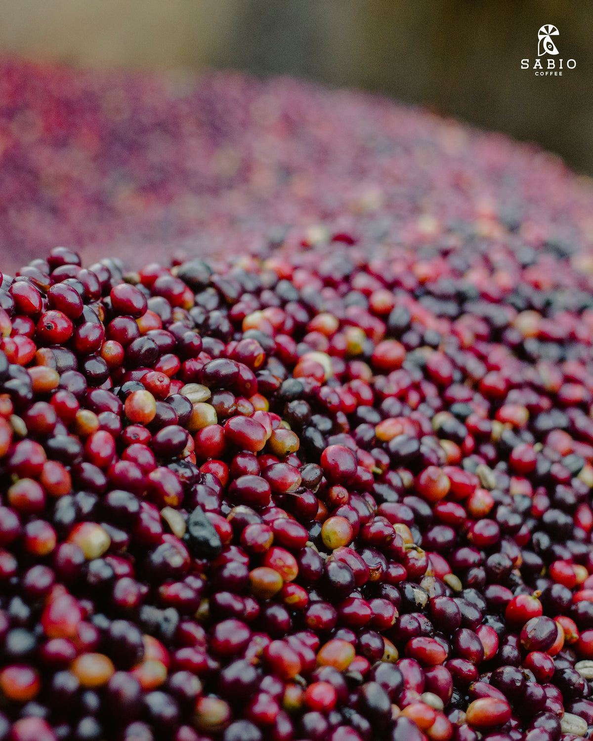 Ripe red coffee cherries fermenting at Sabio, Nicaragua