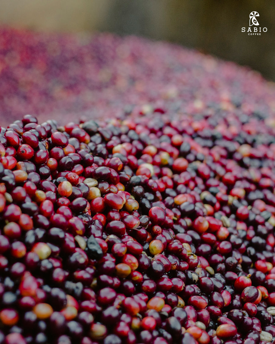 Ripe red coffee cherries fermenting at Sabio, Nicaragua