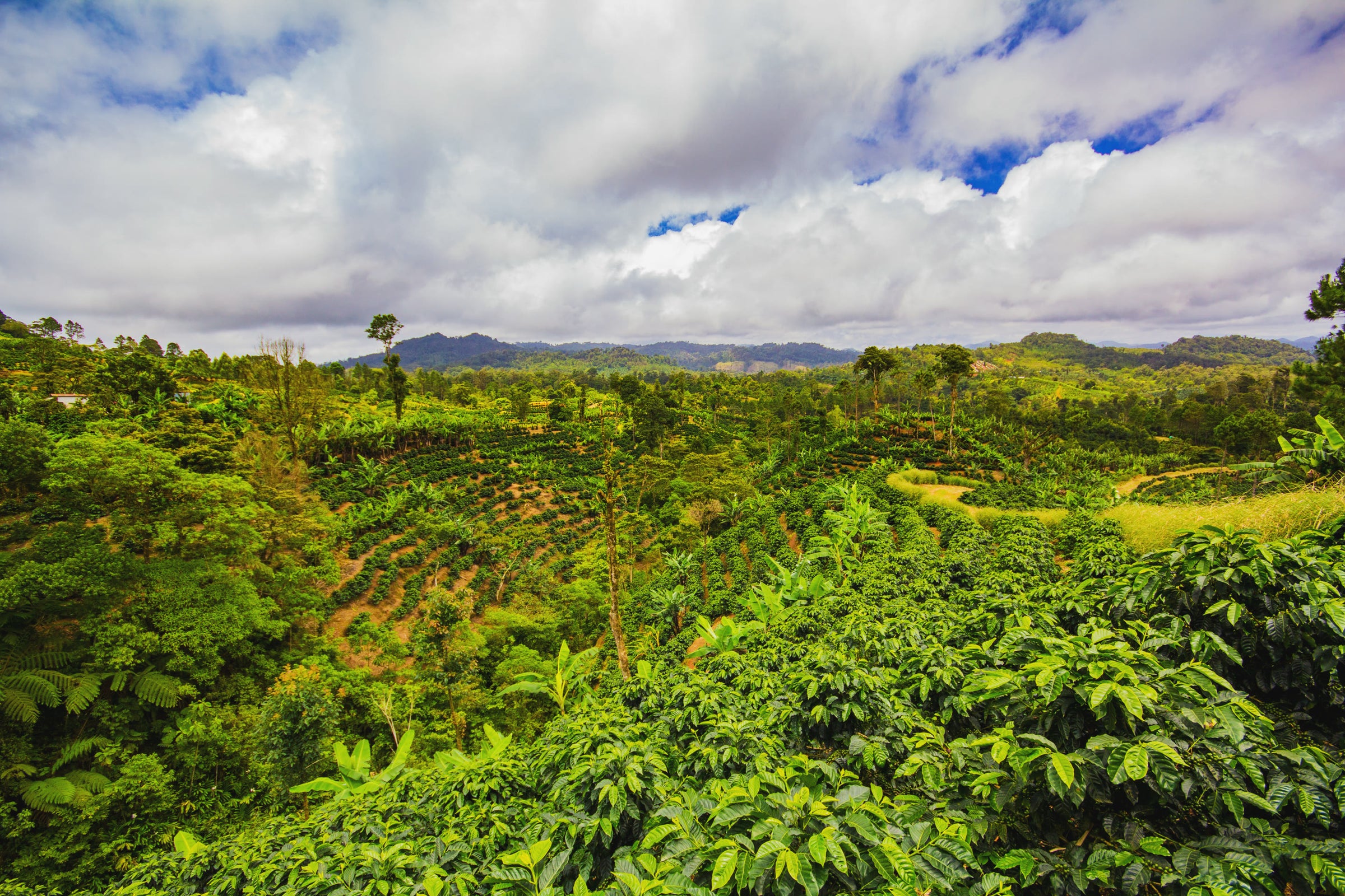 Coffee terraces and cloudforest ridges across the Sabio Coffee valley, Nicaragua.