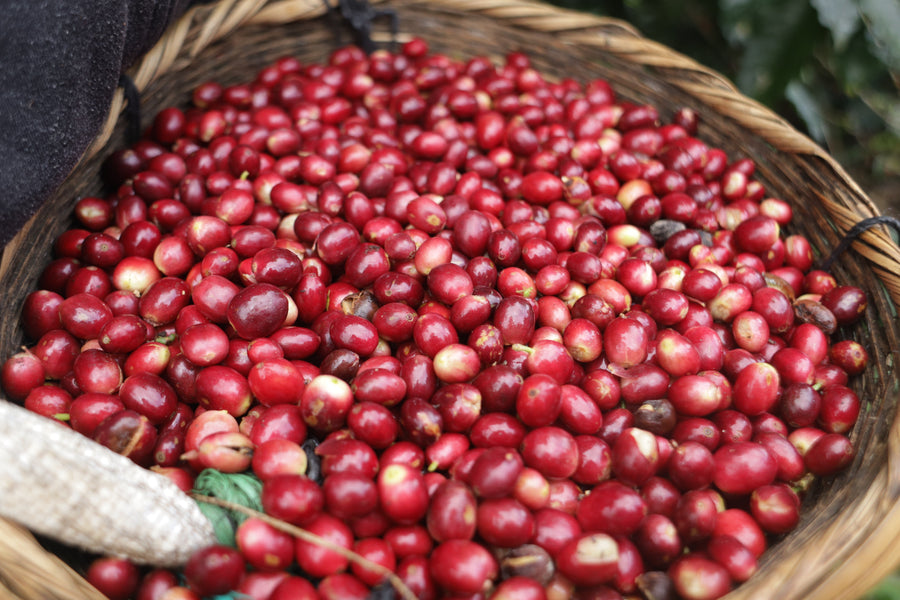 A basket of freshly picked ripe red coffee cherries at Sabio, Nicaragua