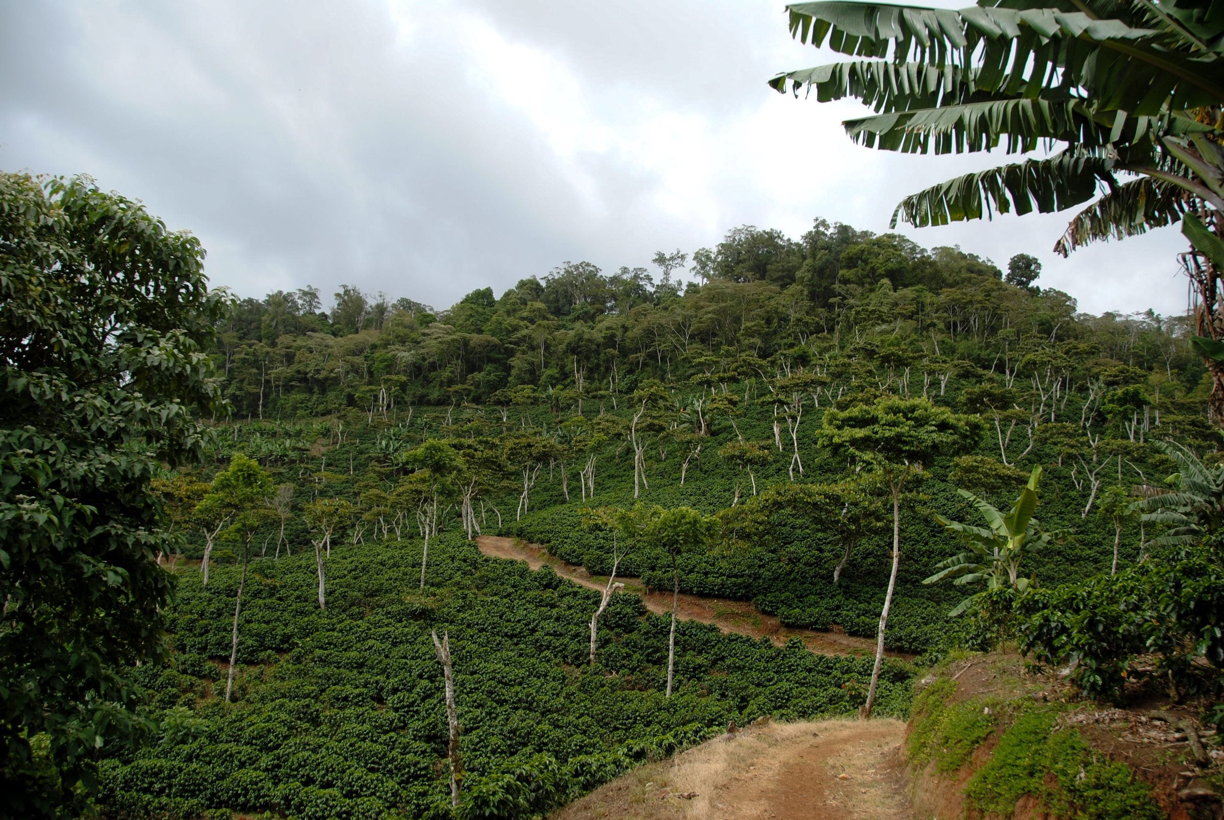 Shade-grown coffee beneath a canopy of native trees at Sabio Coffee, Nicaragua.
