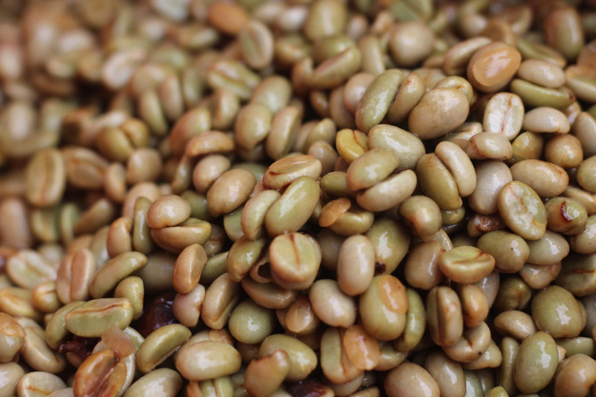 Bonanza washed green coffee beans, freshly milled and glossy