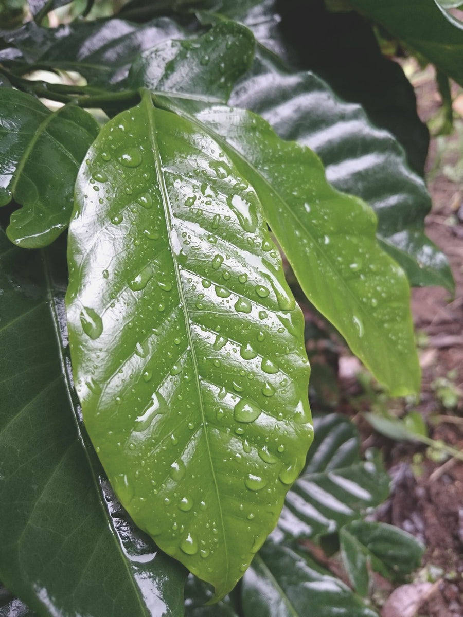 A wet coffee leaf on the branch at Sabio, Nicaragua.