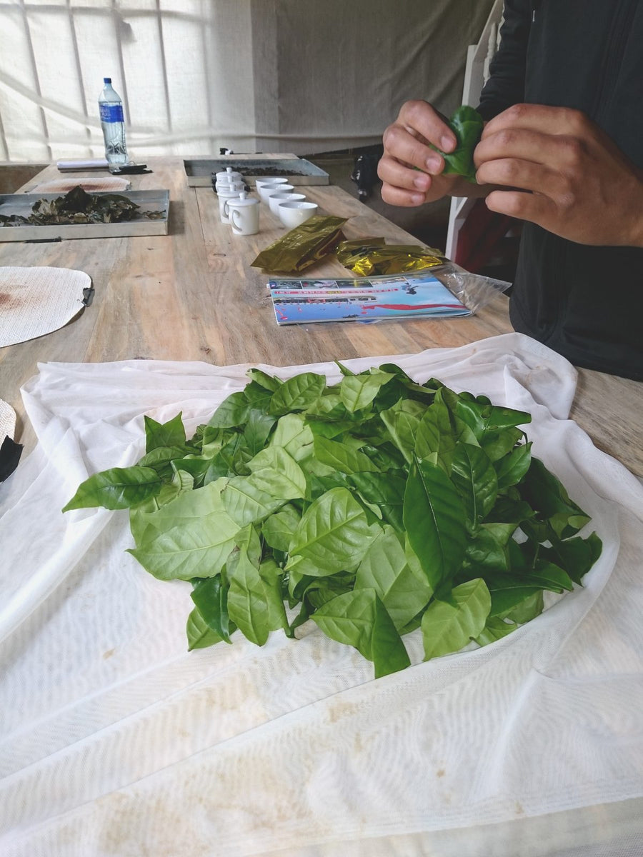 Fresh coffee leaves withering during Wize tea testing.