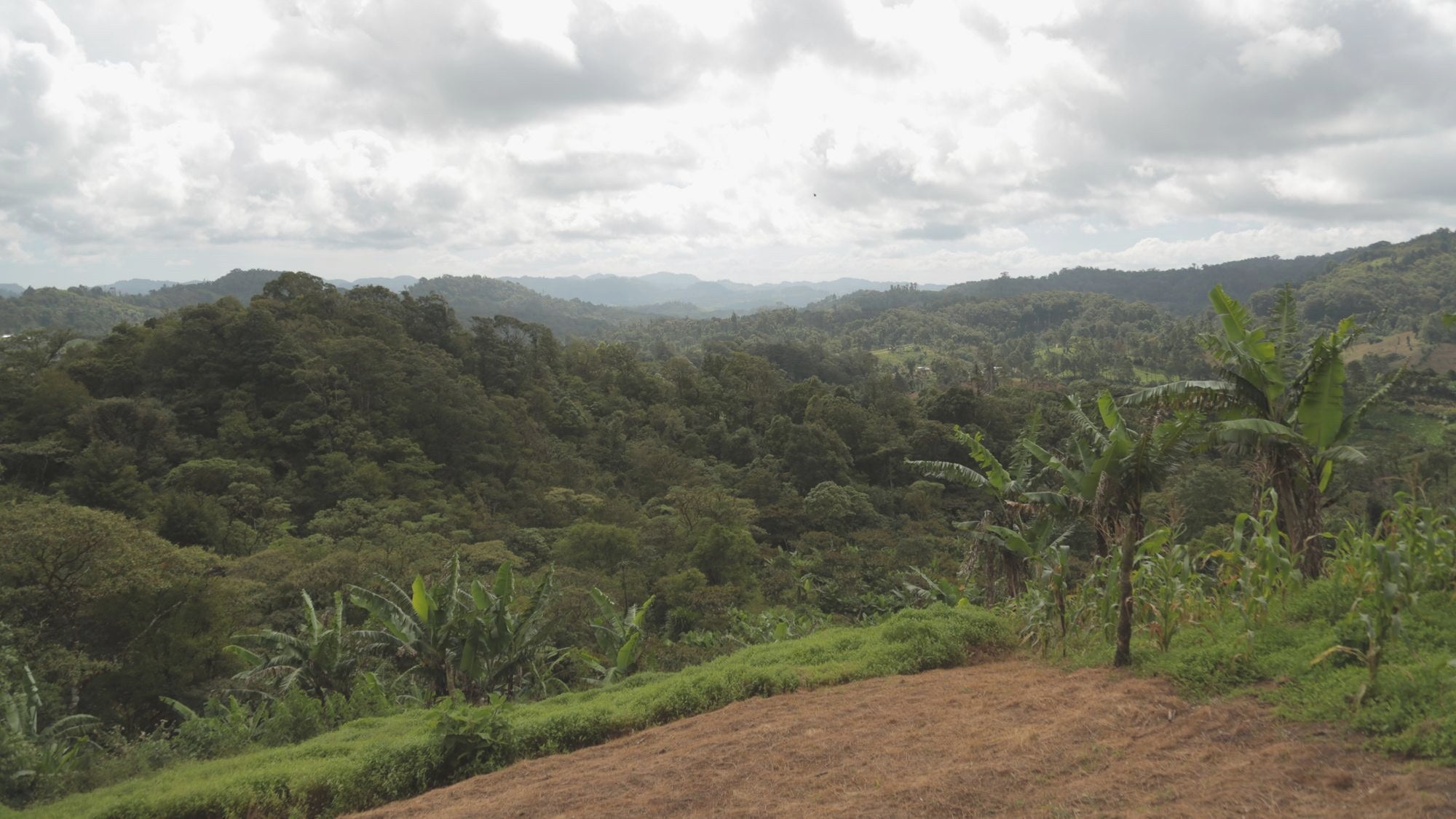 The Sabio Coffee slopes across the valley, Nicaragua.