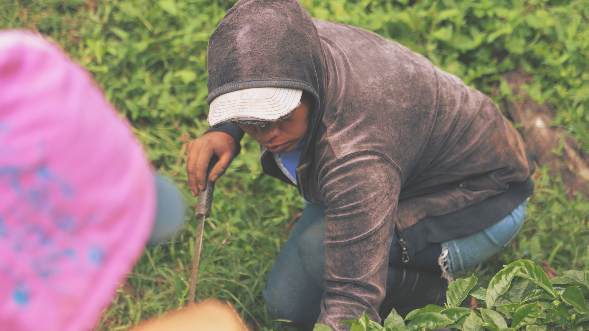 Hand-picking coffee at Sabio Coffee, Nicaragua.