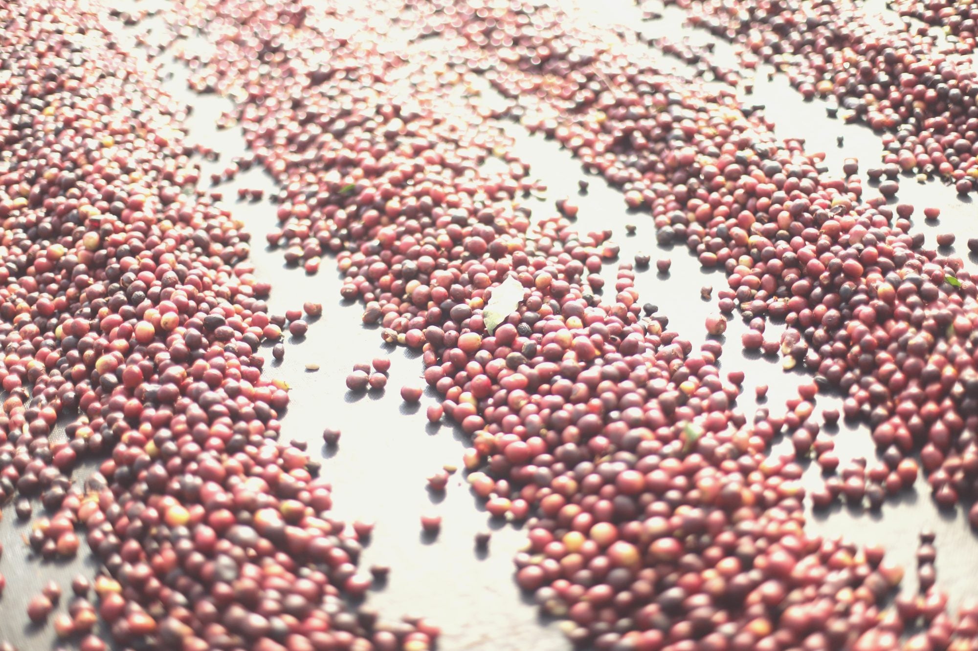 Dark, fermented coffee cherries drying in the sun at Sabio, Nicaragua.