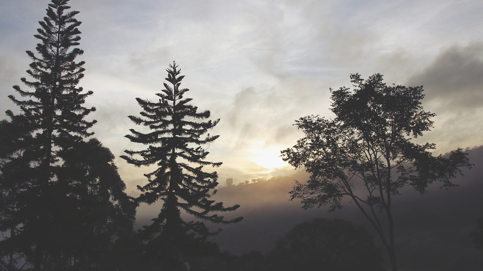 High-elevation Sabio Coffee slopes at dawn, Nicaragua.