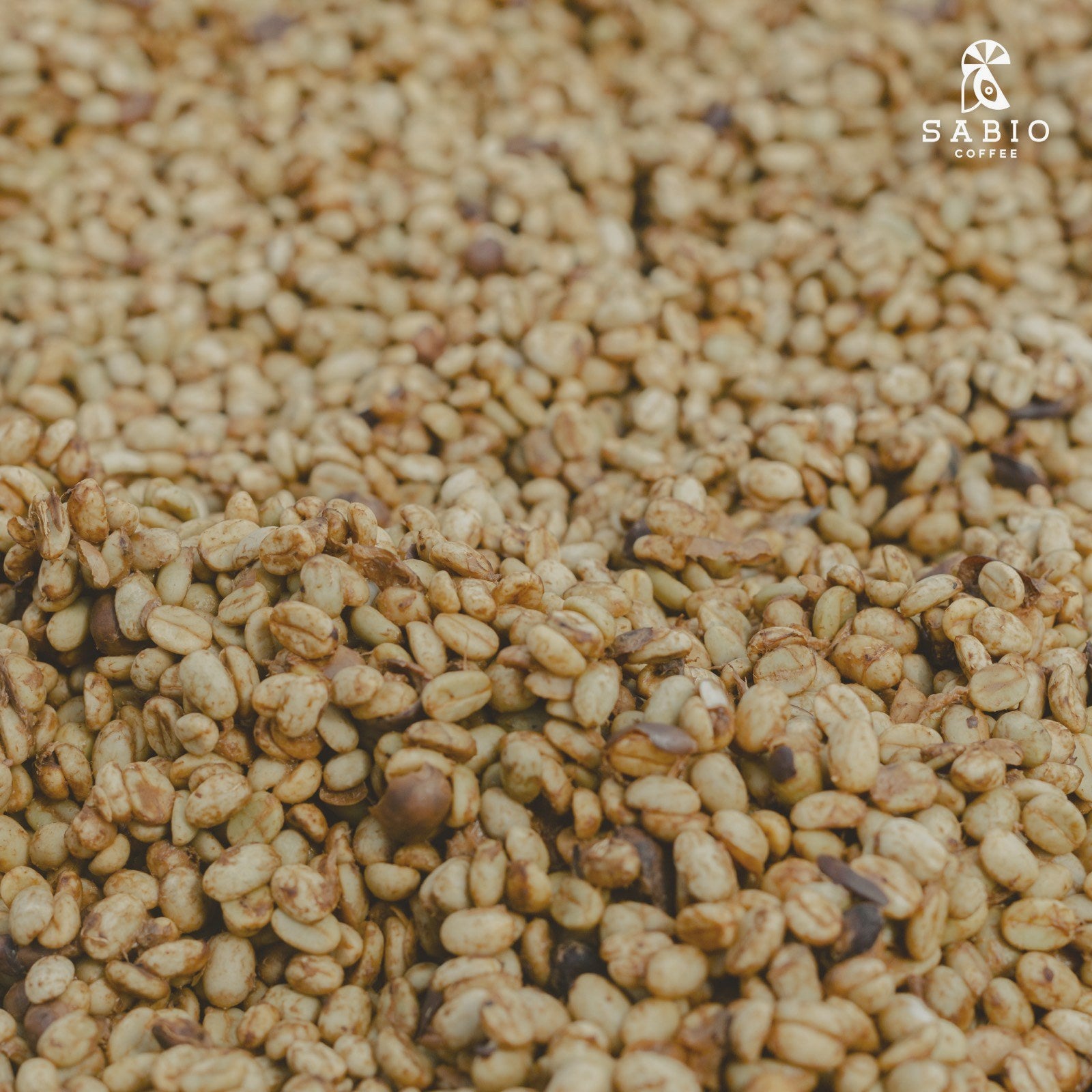 A close-up of washed Sabio parchment coffee beans.