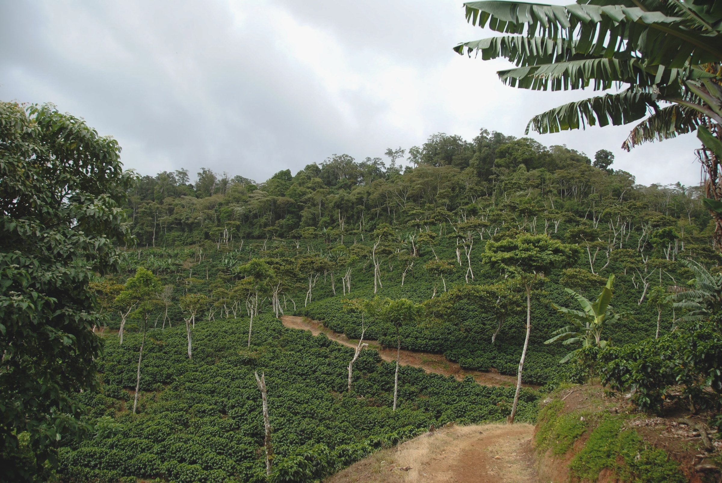 Shade-grown coffee beneath a canopy of native trees at Sabio Coffee, Nicaragua.